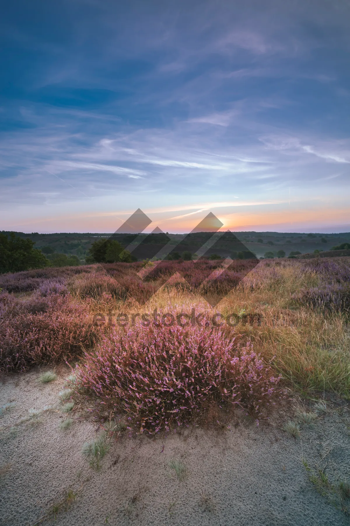 Picture of Purple heather field in scenic rural landscape.