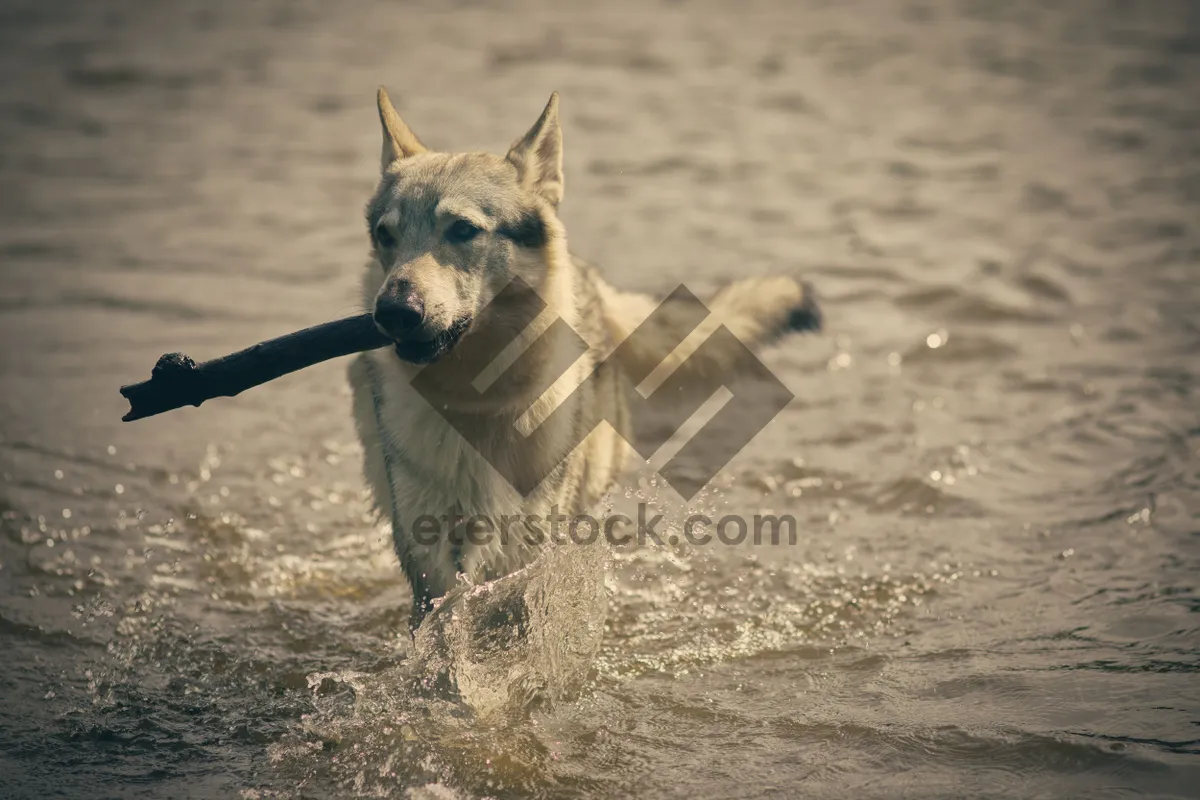 Picture of Cute hound wildlife dog with furry fur