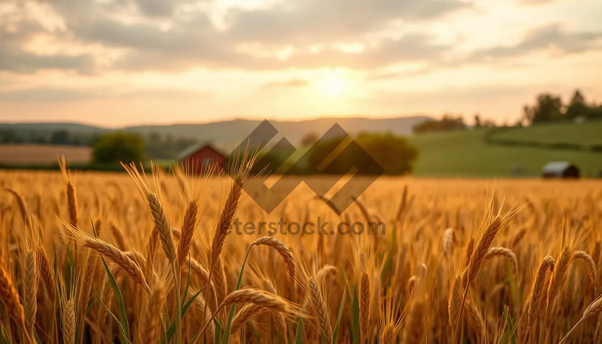 Picture of Golden wheat fields under a sunny sky landscape.