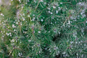 Closeup view of cow parsley plant with white flowers.