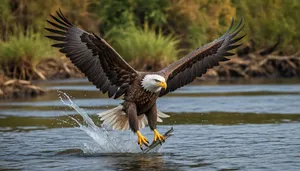 Bald Eagle Flying in the Wild