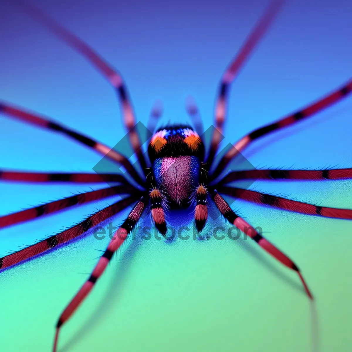 Picture of Barn Spider - Black Widow Arachnid Harvestman