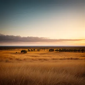 Golden Sunset Over Coastal Dunes