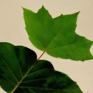 Vibrant Taro Leaf in Lush Botanical Garden