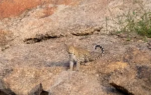 South African Cheetah in Savanna Landscape Wildlife Reserve