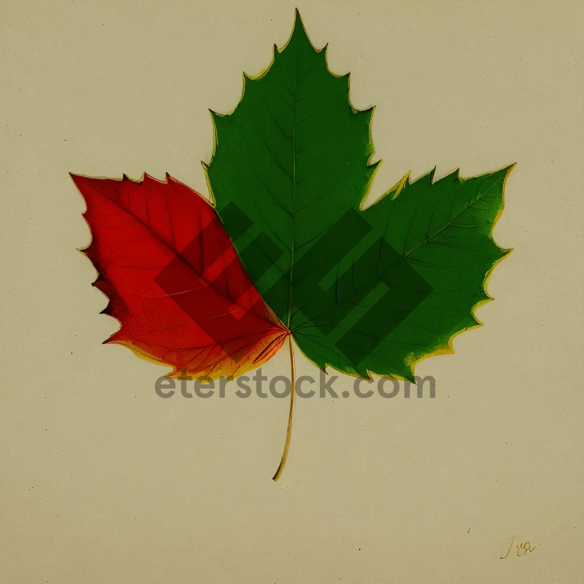 Picture of Vibrant Fall Maple Leaf with Golden Hues