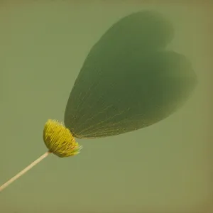 Yellow Lacewing Insect Amongst Blossoming Flowers