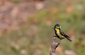 Black woodpecker with striking yellow beak and wings