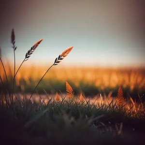 Golden Harvest in the Rural Landscape