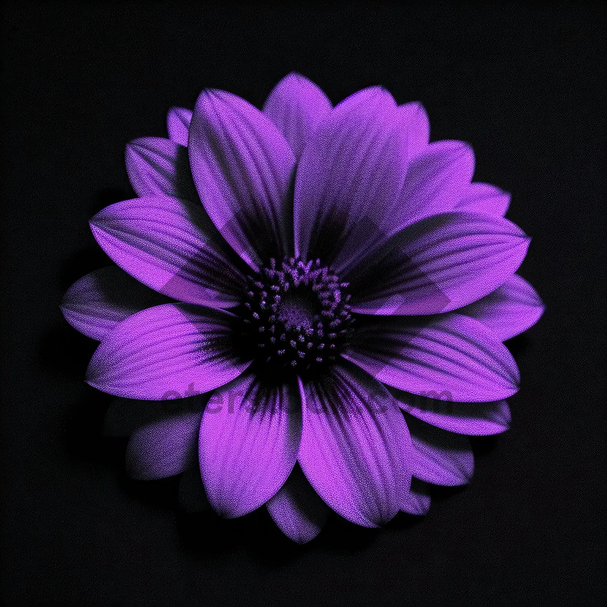 Picture of Pink Daisy Blossom in Spring Garden