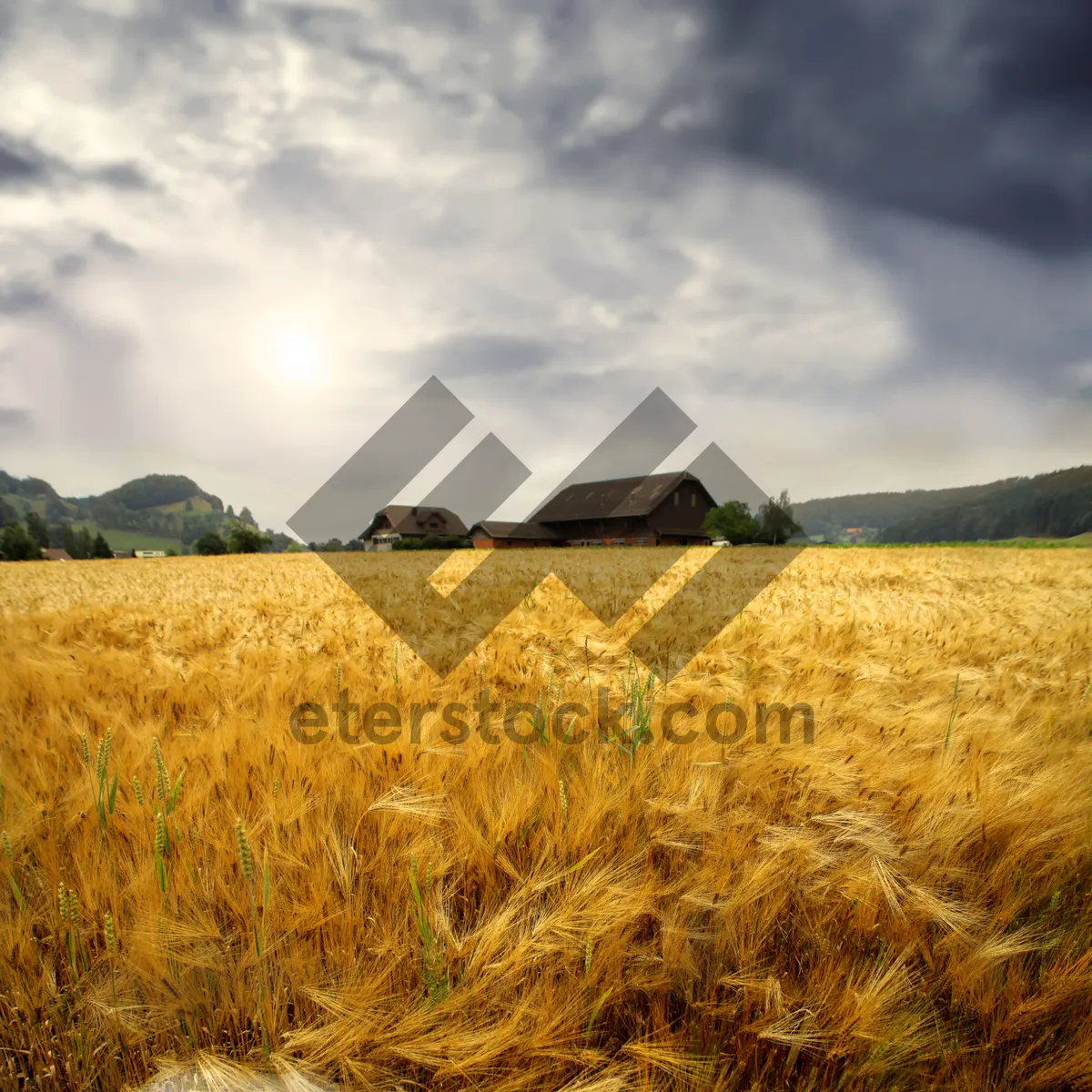 Picture of Golden Cereal Field Under Cloudy Autumn Sky