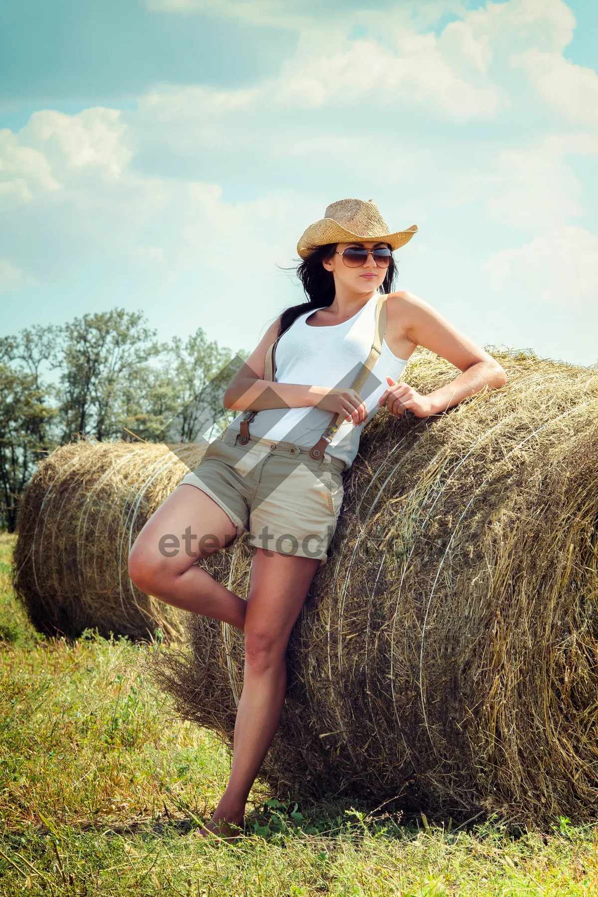 Picture of Golden Wheat Harvest in the Countryside Farm.