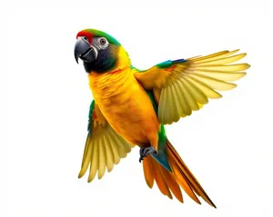 Colorful Macaw Parrot in Studio with Yellow Feathers