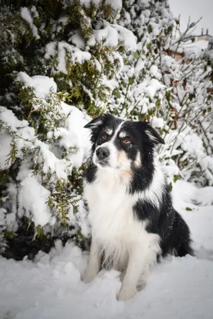 Adorable Border Collie Puppy in Black Studio Portrait