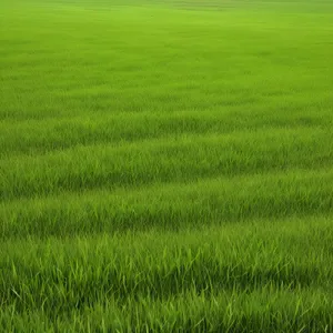 Vibrant Green Wheat Field Under Sunny Skies