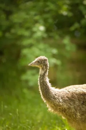 Wild Ostrich with Striking Eye in the Zoo