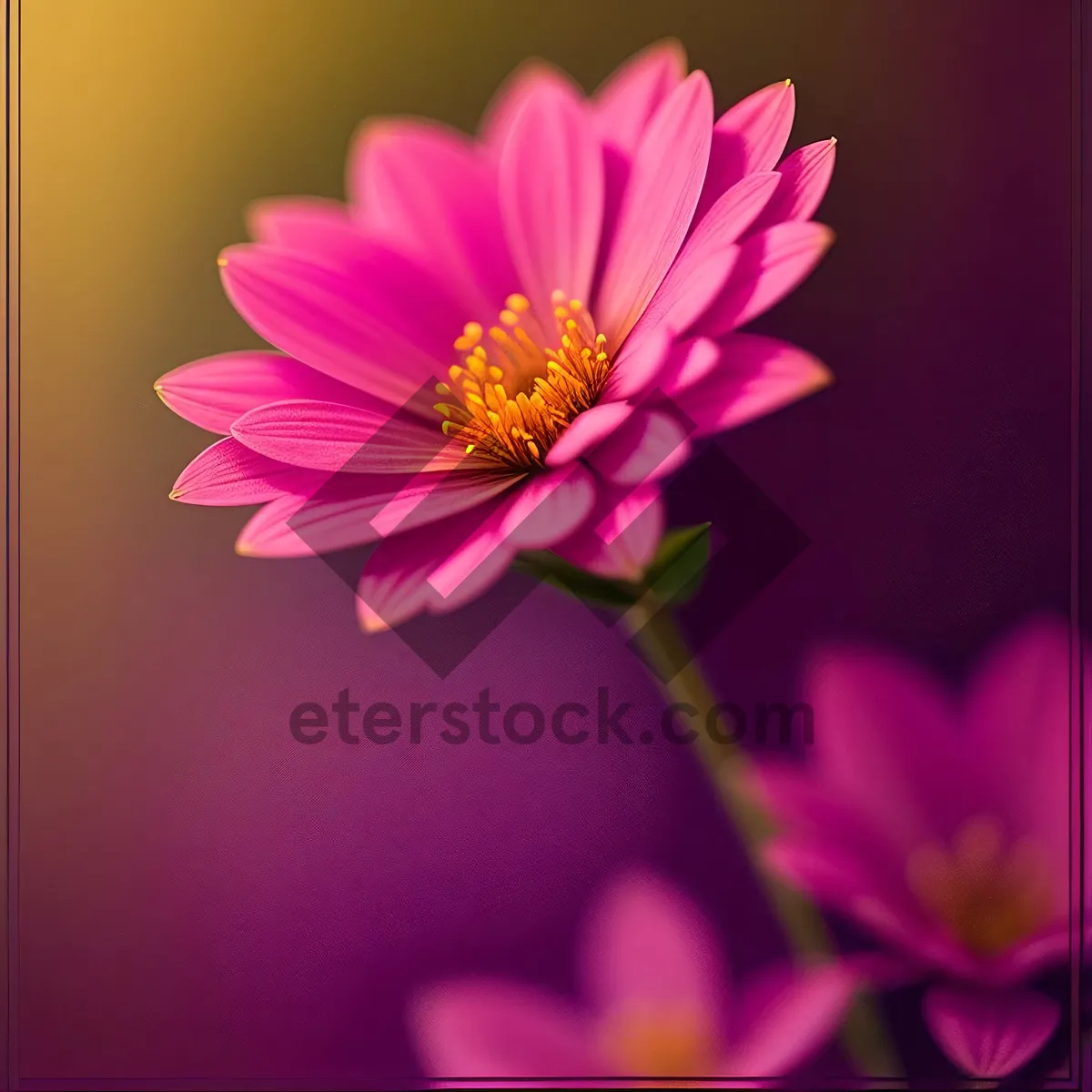 Picture of Summer Blooming Lotus Petals in Pink