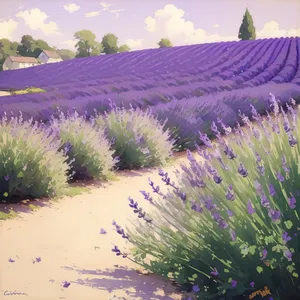 Serene Lavender Fields Surrounded by Beautiful Aquatic Landscape