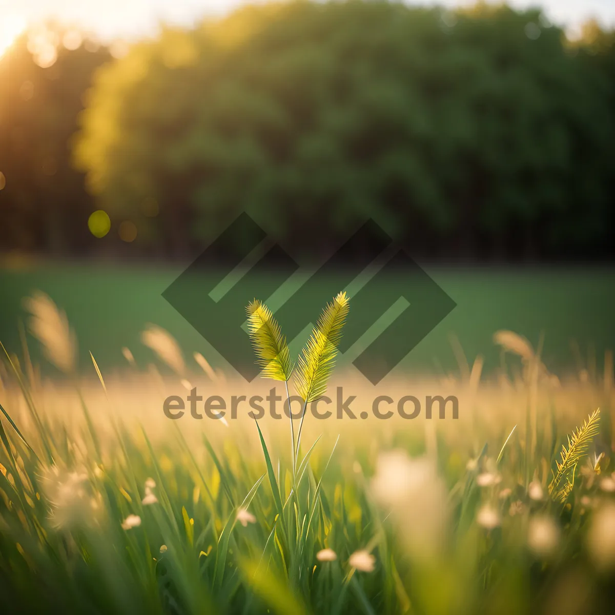 Picture of Golden Wheat Field Under Sunny Summer Sky