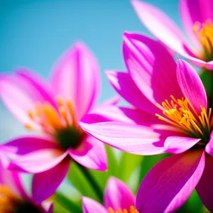 Vibrant Lotus Blossom in Full Bloom