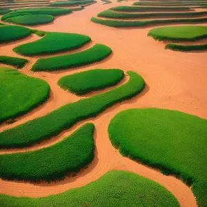 Summer Cotton Maze Amidst Green Grass