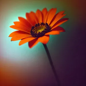 Bright Yellow Sunflower Bloom in Garden