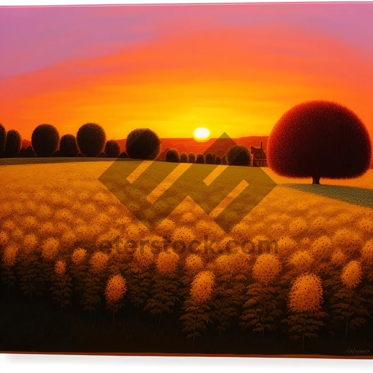 Picture of Golden Harvest: Summer Sunset Over Pumpkin Field