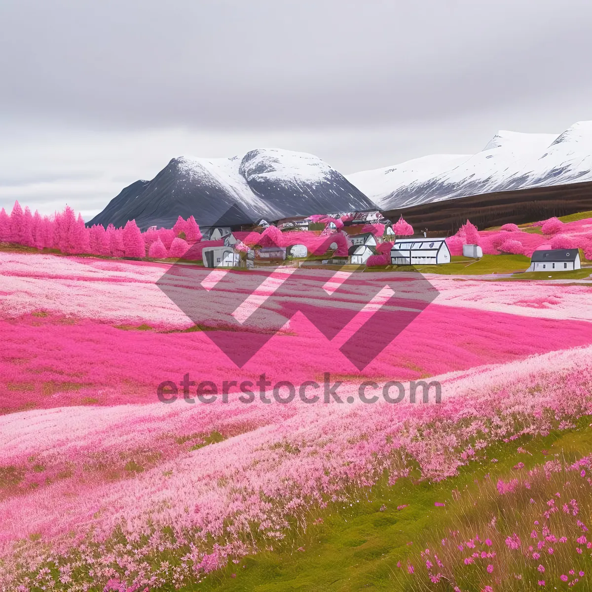 Picture of Vibrant Blooms in a Colorful Meadow