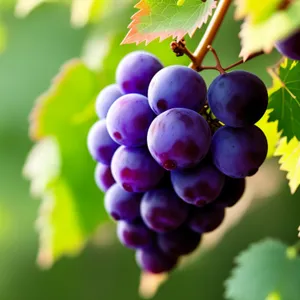 Vibrant Autumn Harvest: Organic Juicy Purple Grape Cluster