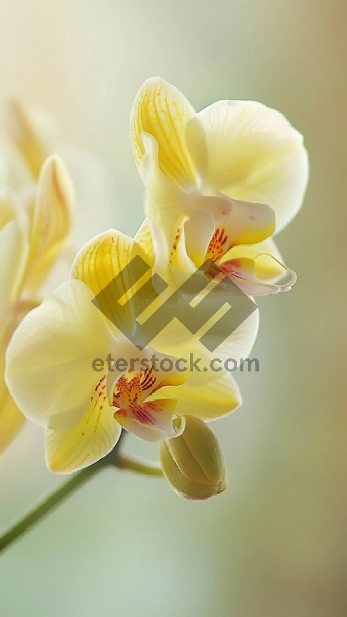 Picture of Fresh Yellow Lily Blossom in Spring Garden