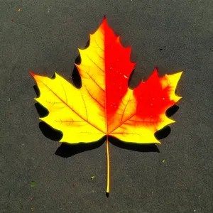 Autumn Maple Wheel with Colorful Leaves