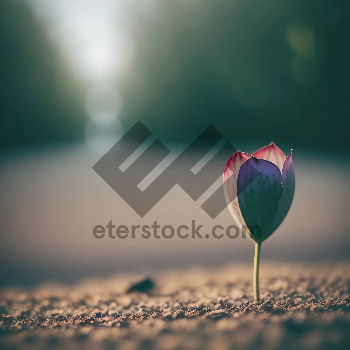 Picture of Colorful Tulip Celebration with Wine Glass