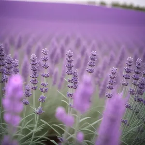 Lavender Field in Bloom
