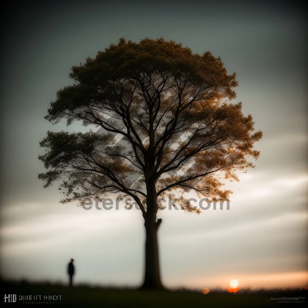 Picture of Silhouetted Oak Tree against Vibrant Sunset Sky