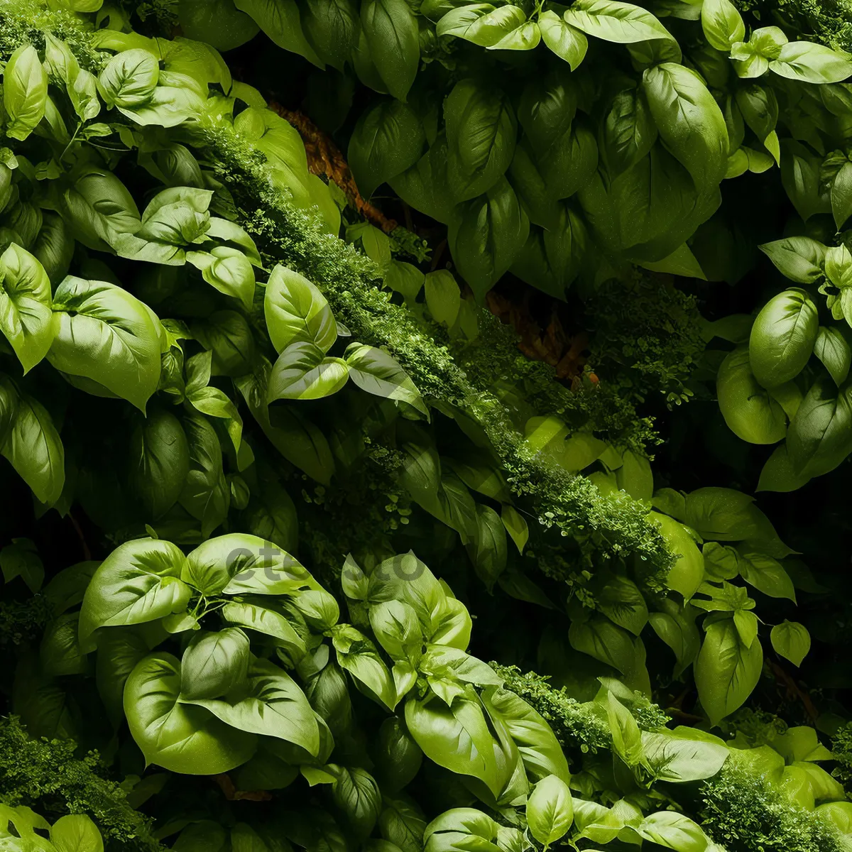 Picture of Fresh Basil Leaves - Organic Garden Greens