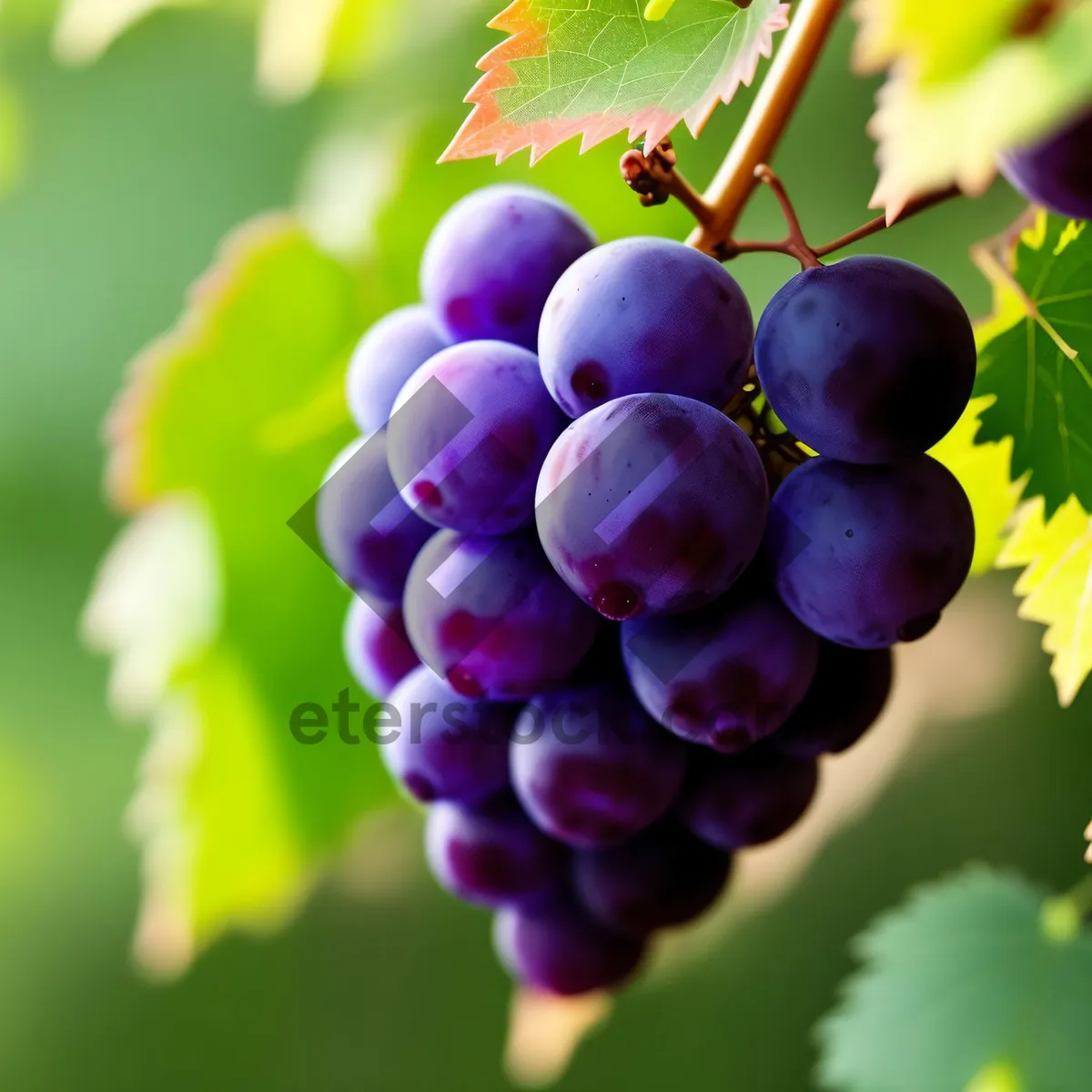 Picture of Vibrant Autumn Harvest: Organic Juicy Purple Grape Cluster