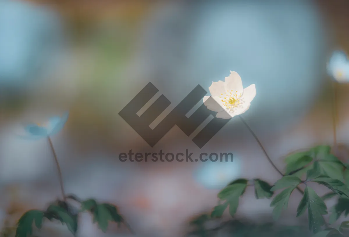 Picture of Yellow daisies in a blooming meadow.