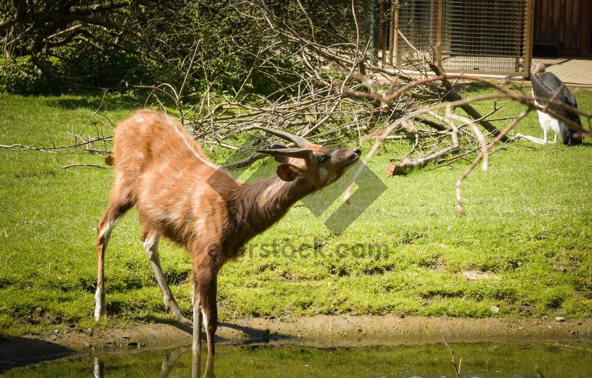 Picture of Wildlife deer grazing in forest park.