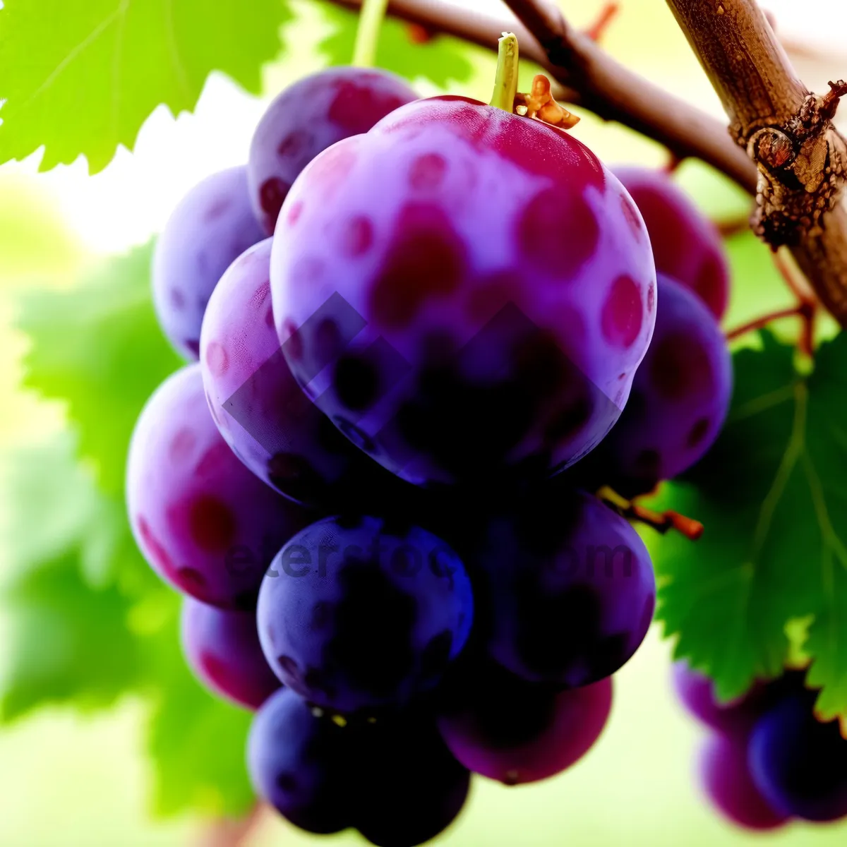 Picture of Fresh and Juicy Purple Grape Cluster