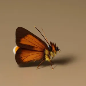 Flaming Butterfly in Colorful Garden Bloom