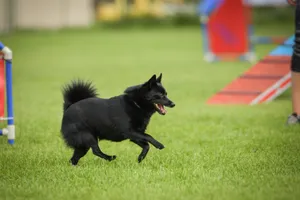 Dog is running in grass. She has so nice face. She is so patient model.