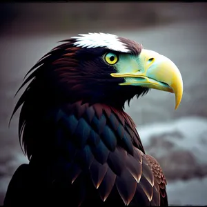 Bald Eagle: Majestic Wild Predator with Vibrant Plumage