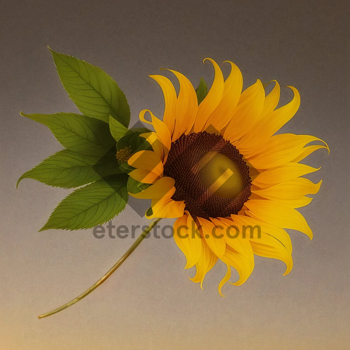 Picture of Vibrant Sunflower Blooming in the Summer Sun