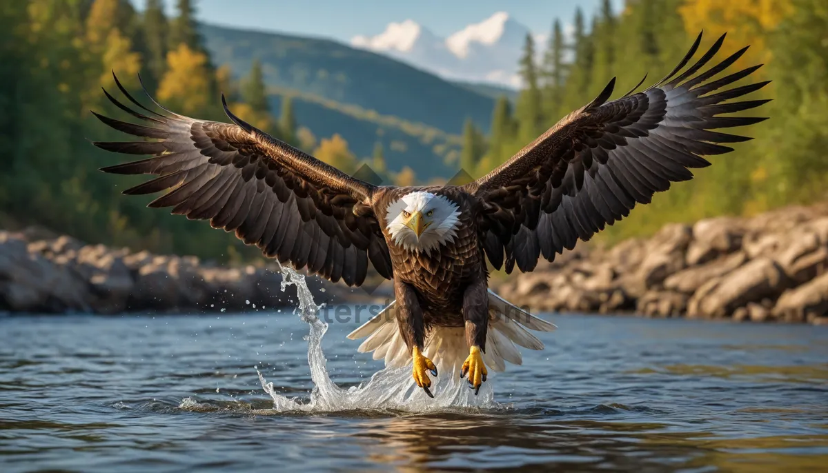 Picture of majestic bald eagle soaring above the water