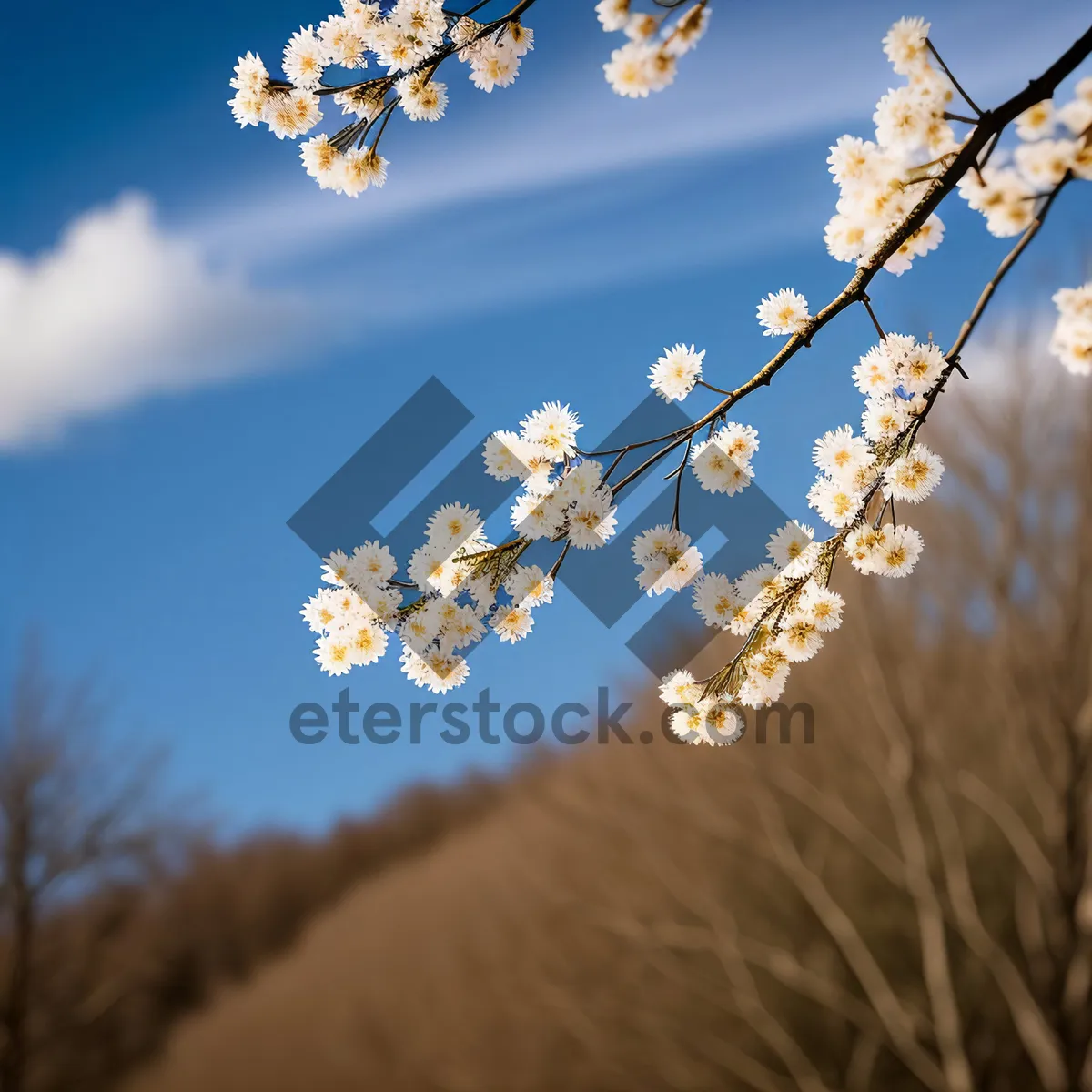 Picture of Spring Cherry Blossom: Vibrant Flora in Sky