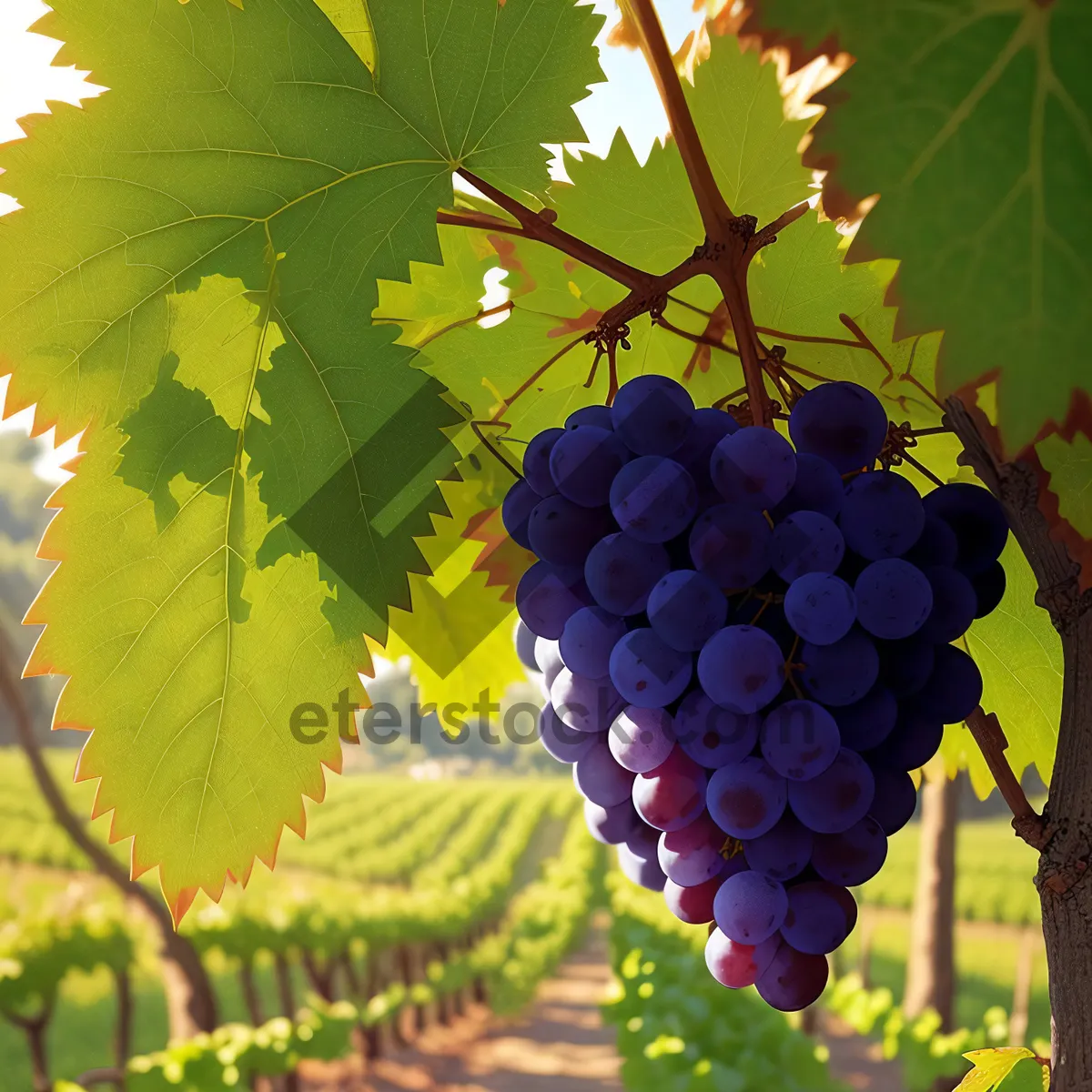 Picture of Autumn Harvest: Ripe Grapes in a Vineyard