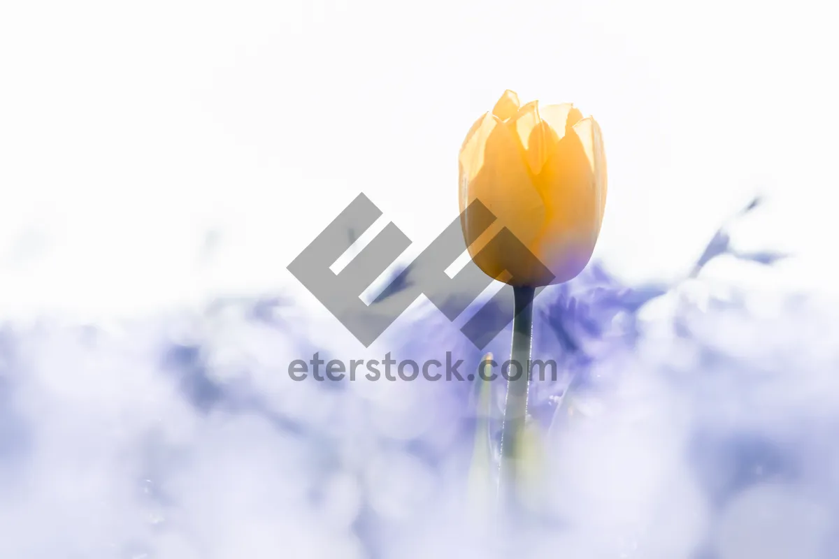 Picture of Colorful Spring Bouquet with Yellow Tulips and Lotus Bloom.