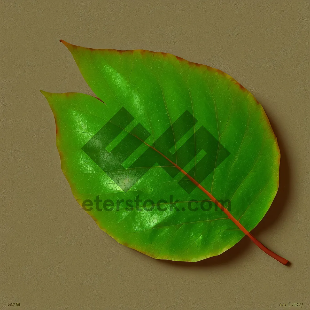 Picture of Fresh Flamingo Flower Leaf - Vibrant Houseplant in Spring Garden