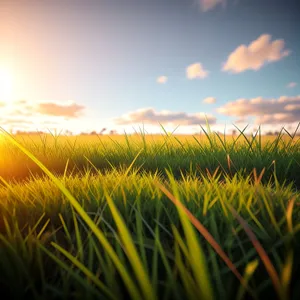 Golden Wheat Field under Sunny Summer Sky
