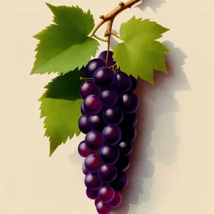 Fresh, Ripe Grape Bunch on Vine